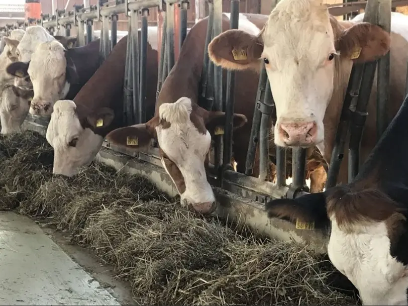 Ferienbauernhof Rauscher in Au am Inn